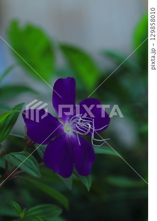 紫色の花を咲かせたシコンノボタンを撮影した写真 紫色の花を咲かせたシコンノボタンを撮影した写真 129858010