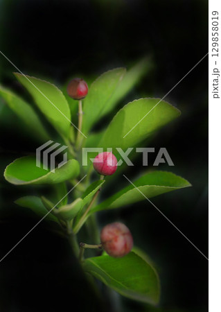 赤い実をつけるマサキ 129858019