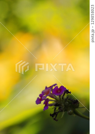 可憐なランタナの花 129858023