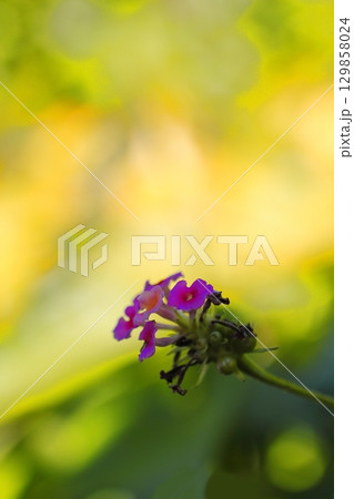 木漏れ日に輝くピンクのランタナ 129858024