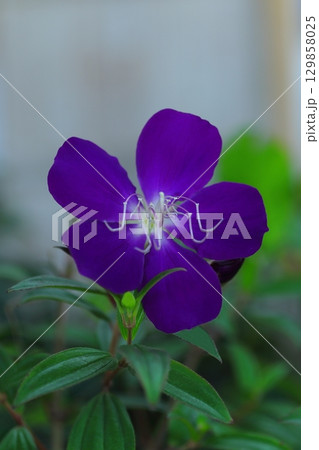 紫色の花を咲かせたシコンノボタンのアップで撮影した写真 129858025
