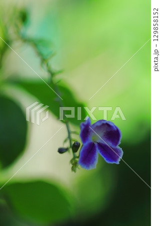 小さな紫のデュランタの花 129858152