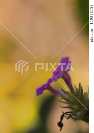 春の野に咲く可憐なランタナの花 129858155