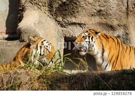 お見合いで意識し合うトラ 129858278