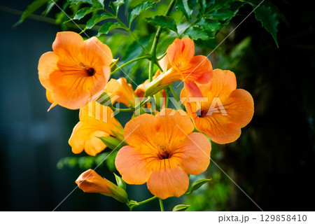 ノウゼンカズラの花 ノウゼンカズラの花 129858410