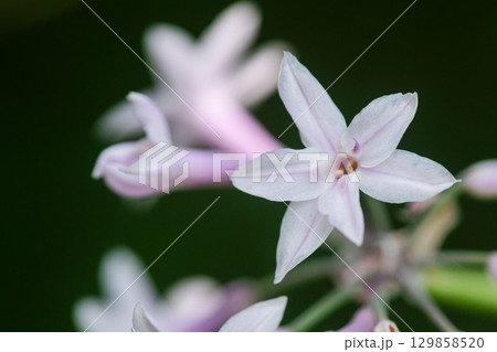 ツルバギアの花 129858520