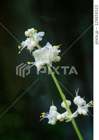 ヤブミョウガの花 ヤブミョウガの花 129858522