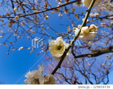 白いウメの花 129858730