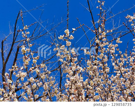 上にのびる、白いウメの花 129858735