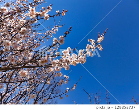 青空にのびる、ウメの花 青空にのびる、ウメの花 129858737