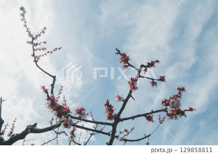 various 129858811
