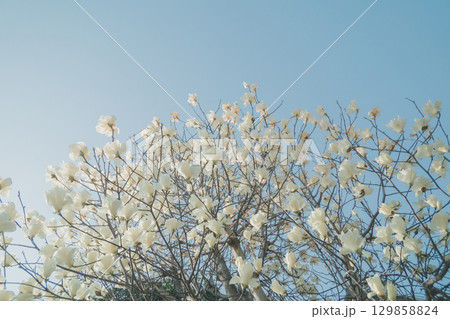 various various 129858824