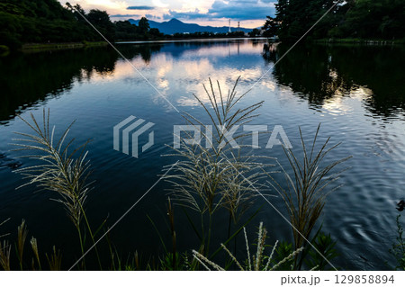 岩手県盛岡市高松池のすすきの穂が出た初秋の夕景遠く岩手山を望む 129858894