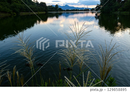 岩手県盛岡市高松池のすすきの穂が出た初秋の夕景遠く岩手山を望む 129858895