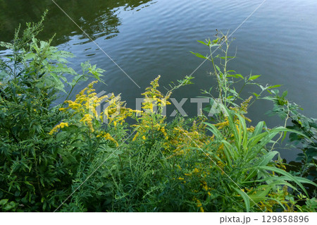 水面に咲く秋の山野草のセイダカアワダチソウ 129858896