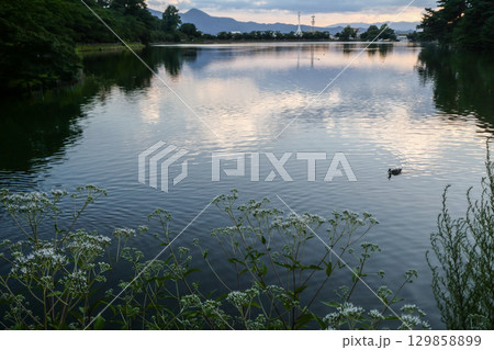 水面に咲く秋の七草のフジバカマが初秋の夕景に溶け込む 水面に咲く秋の七草のフジバカマが初秋の夕景に溶け込む 129858899