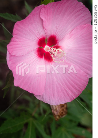 赤いフヨウの花 129858945