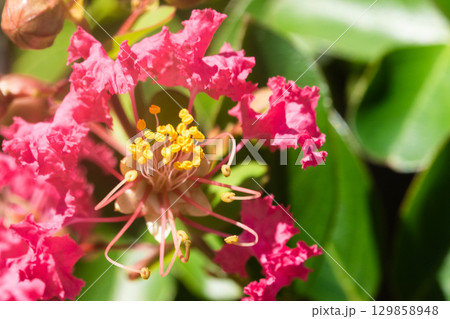 サルスベリの花 サルスベリの花 129858948