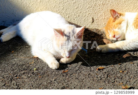 公園で爆睡している野良猫 秋の陽ざし 茶白 三毛猫風 公園で爆睡している野良猫 秋の陽ざし 茶白 三毛猫風 129858999