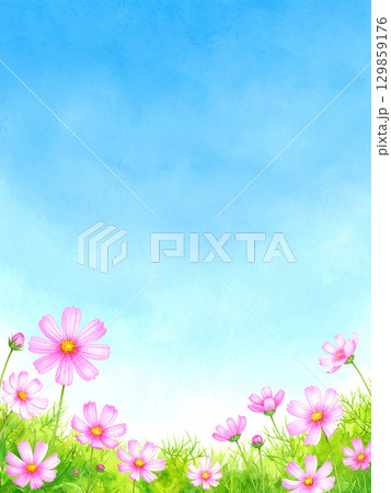コスモスと青空 コスモスと青空 129859176