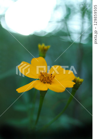 黄色いミントマリーゴールドの花 黄色いミントマリーゴールドの花 129859505
