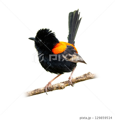 Vibrant Red-backed Fairywren male perched on a branch, showing striking black plumage with a vivid scarlet back in natural detail. Vibrant Red-backed Fairywren male perched on a branch, showing striking black plumage with a vivid scarlet back in natural detail. 129859514