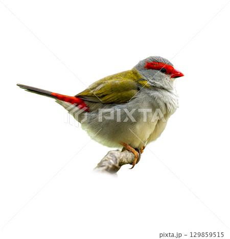 Bright Red-browed Firetail perched on a branch with vivid red markings and soft green-gray plumage 129859515