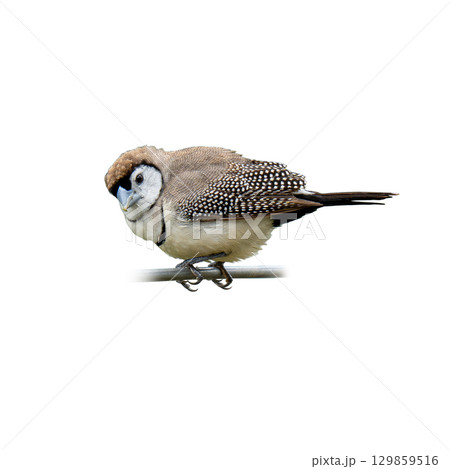 Small Double-barred Finch perched on a metal bar, showing its unique patterned plumage and soft round body 129859516