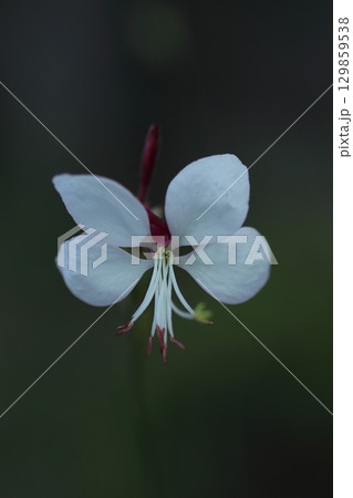 白いガウラの花 129859538