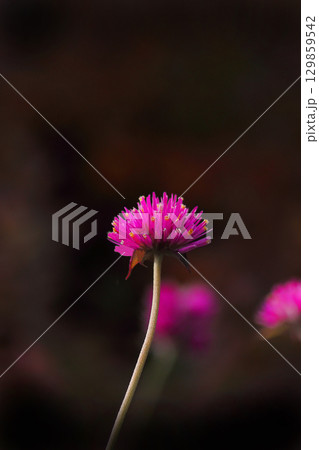 ピンク色の花を咲かせたセンニチコウをアップで撮影した写真 ピンク色の花を咲かせたセンニチコウをアップで撮影した写真 129859542