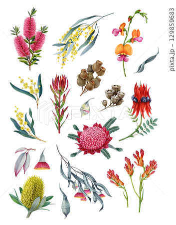 Australia native flora element collection. Watercolor vintage illustration. Hand drawn banksia, golden wattle, waratah flower, desert pea, gum tree branch, brush tree element set on white background 129859683