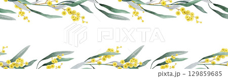 Golden wattle flowers seamless border frame decor element watercolor illustration. Acacia pycnantha Australian native plant. Golden wattle floral decoration elegant design on white background Golden wattle flowers seamless border frame decor element watercolor illustration. Acacia pycnantha Australian native plant. Golden wattle floral decoration elegant design on white background 129859685