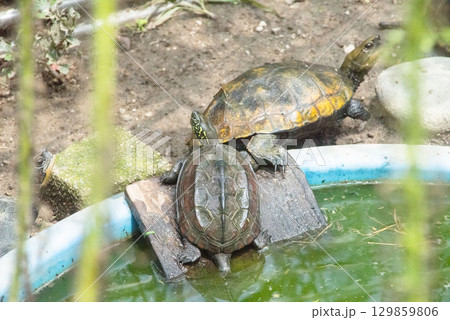 イシガメとクサガメ 129859806