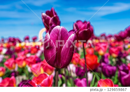 Vibrant Tulip Garden A Symphony of Colors Under the Azure Sky, Floral Beauty 129859867