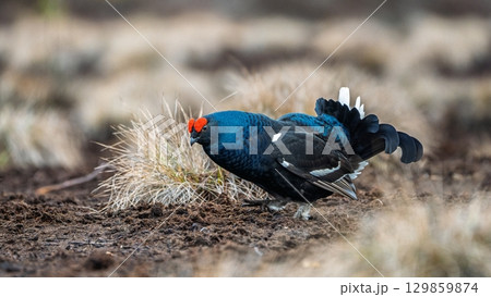 Magnificent Black Grouse Displaying in Natural Habitat, Lekking on Moorland Ground 129859874