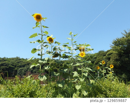 稲毛海浜公園入り口花壇の夏の花ヒマワリ 稲毛海浜公園入り口花壇の夏の花ヒマワリ 129859887
