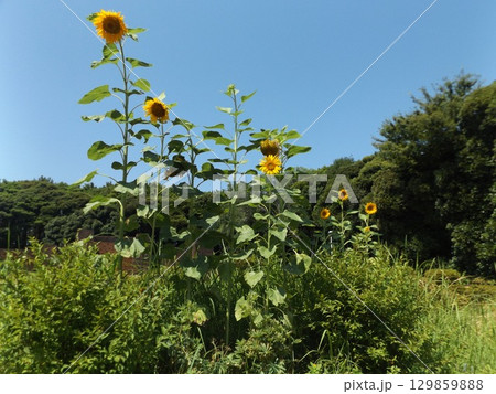 稲毛海浜公園入り口花壇の夏の花ヒマワリ 稲毛海浜公園入り口花壇の夏の花ヒマワリ 129859888