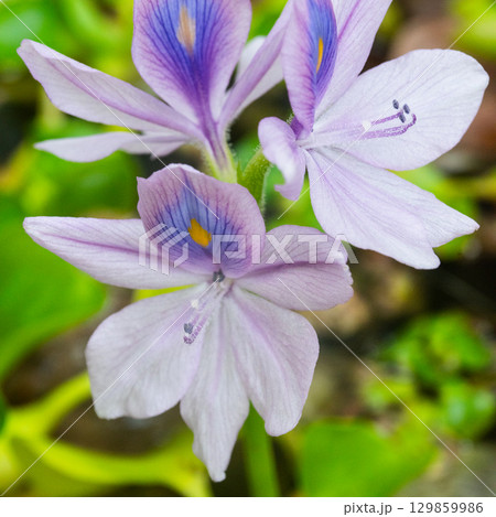 ホテイアオイの花 129859986