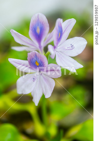 ホテイアオイの花 ホテイアオイの花 129859987