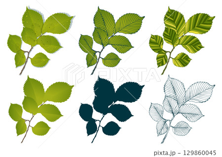 Set of hand-drawn elm green leaves brunch isolated on white background. Flat and line styles vector illustration. Set of hand-drawn elm green leaves brunch isolated on white background. Flat and line styles vector illustration. 129860045