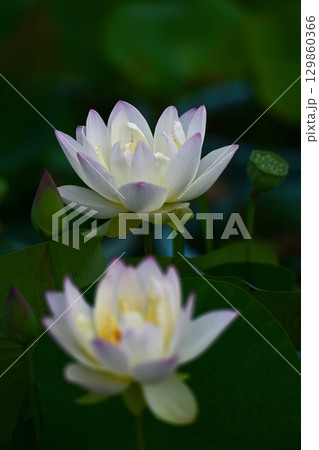 ハスの花香る癒しの窓辺 129860366