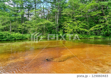 新緑に包まれた上高地の田代池の情景 129860483