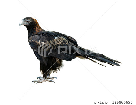 Majestic wedge-tailed eagle standing tall with sharp gaze and powerful talons Majestic wedge-tailed eagle standing tall with sharp gaze and powerful talons 129860650