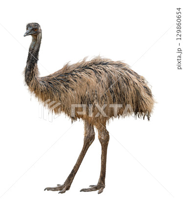 Tall emu bird standing on long legs with brown shaggy feathers isolated on white 129860654