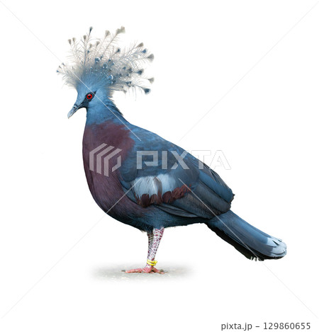 Elegant Victoria crowned pigeon with vibrant blue feathers and ornate crest Elegant Victoria crowned pigeon with vibrant blue feathers and ornate crest 129860655