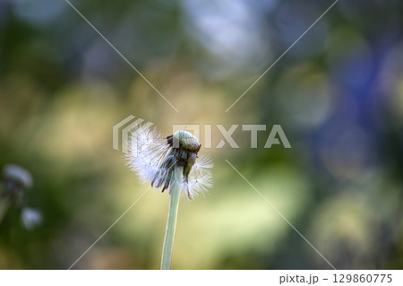 A detailed capture of a dandelion in its seed dispersal stage, with a soft, blurred background. A detailed capture of a dandelion in its seed dispersal stage, with a soft, blurred background. 129860775