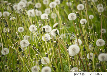 Field of Dandelions in Bloom and Seed Stage on a Sunny Day Field of Dandelions in Bloom and Seed Stage on a Sunny Day 129860776