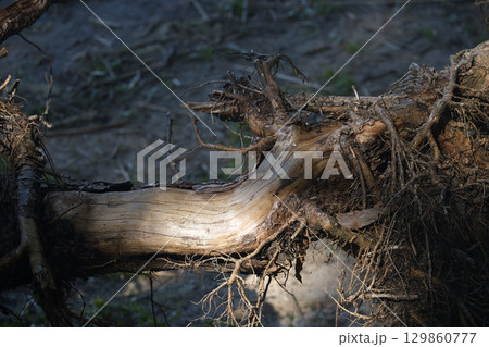 The sun highlights the weathered surface of a fallen tree, revealing intricate details. The sun highlights the weathered surface of a fallen tree, revealing intricate details. 129860777