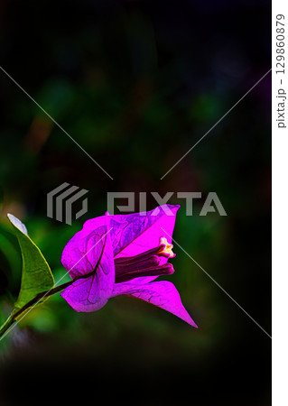 紫のブーゲンビリアの花 129860879
