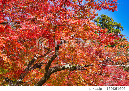 京都　三尾　高雄山　神護寺　美しい紅葉 (京都府京都市右京区） 129861603